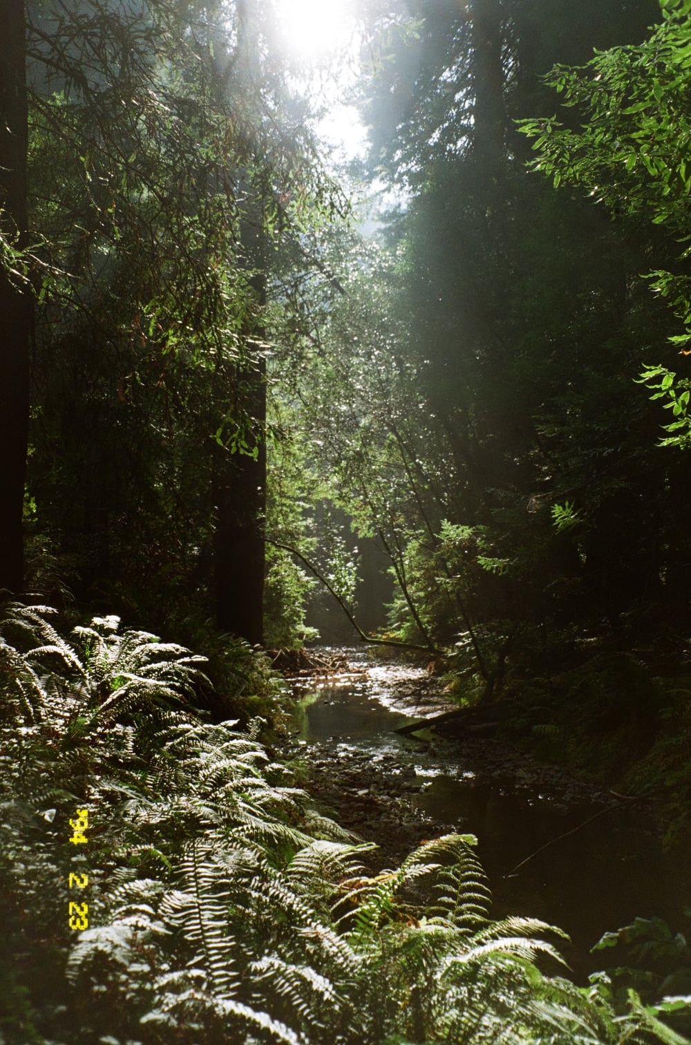 nature so pure — frame 5