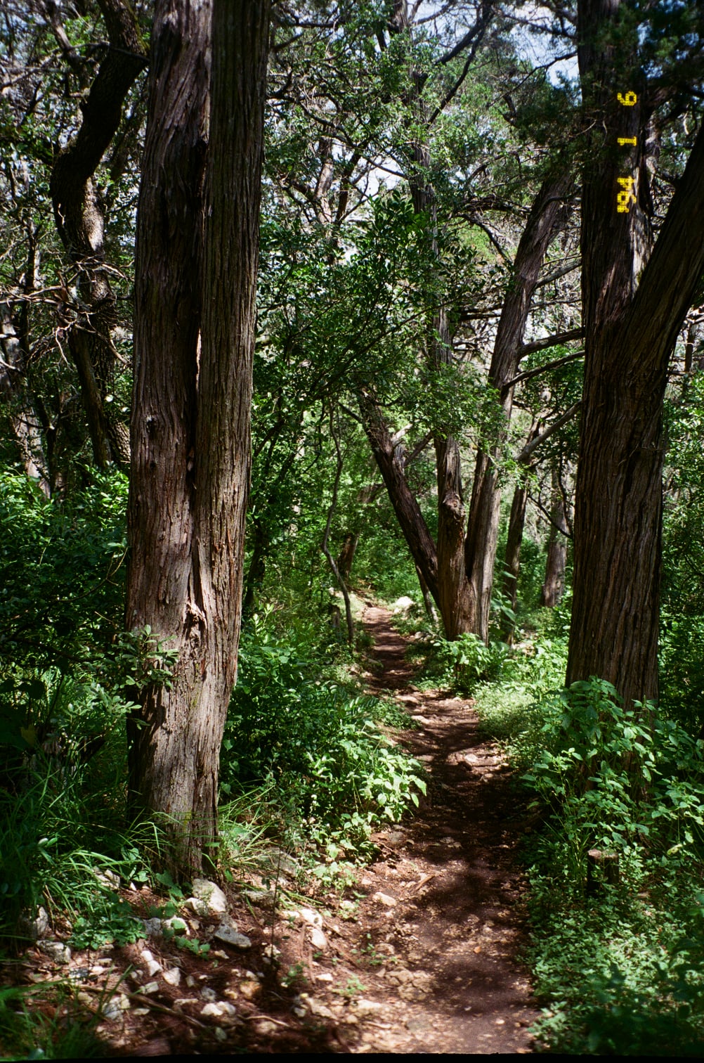 nature so pure — frame 9